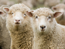 Mỡ Cừu lanolin Ph. Eur